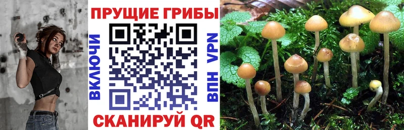 Псилоцибиновые грибы Psilocybe  Томмот 